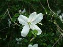 Bauhinia natalensis_2